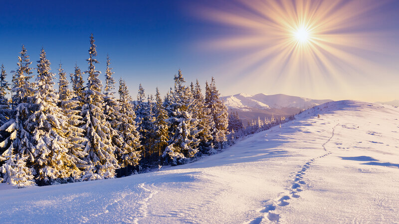 Snow-covered Pine Trees — Blue, Serene, Winter, Photograph, Sun