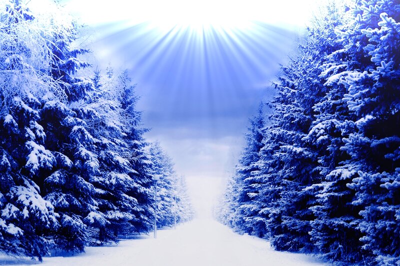 Snow-covered Pine Trees — Blue, Serene, Winter, Photograph, Sunlight, Path
