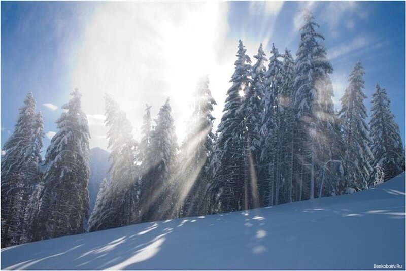 Snow-covered Pine Trees — Blue, Serene, Winter, Photograph, Sunlight