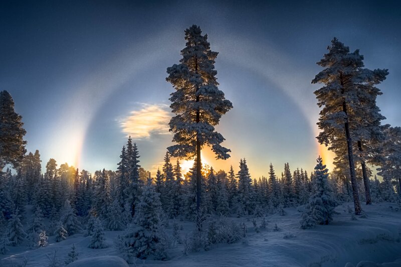 Snow-covered Pine Trees — Blue, Serene, Winter, Photograph, Sunrise, Clouds