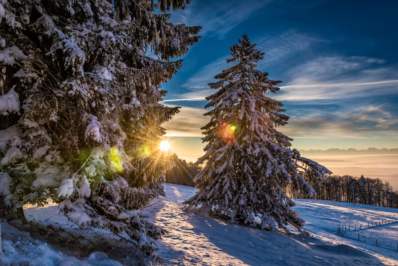 Snow-covered Pine Trees — Blue, Serene, Winter, Photograph, Sunrise, Mountains