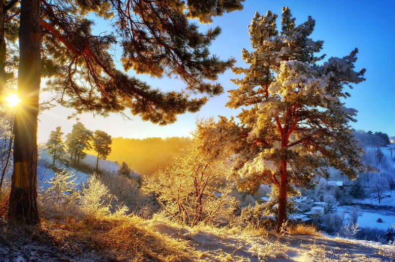 Snow-covered Pine Trees — Blue, Serene, Winter, Photograph, Sunrise, Snow, Forest