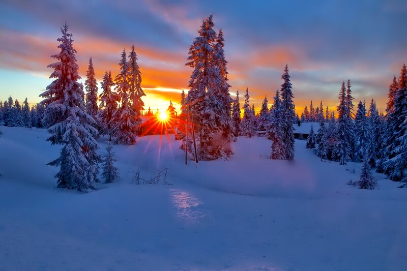 Snow-covered Pine Trees — Blue, Serene, Winter, Photograph, Sunrise
