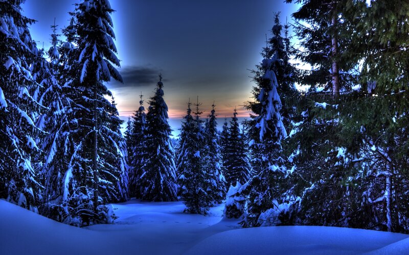 Snow-covered Pine Trees — Blue, Serene, Winter, Photograph