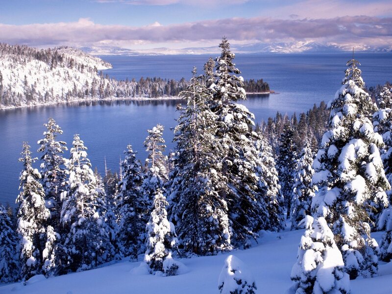 Snow-covered Pine Trees — Blue, Serene, Winter