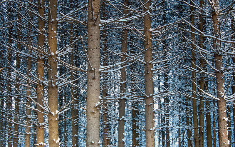 Snow-covered Pine Trees — Brown, Calm