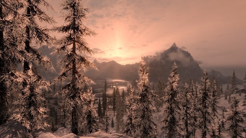 Snow-covered Pine Trees — Brown, Serene