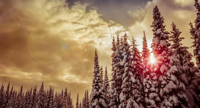 Snow-covered Pine Trees — Gold, Dramatic