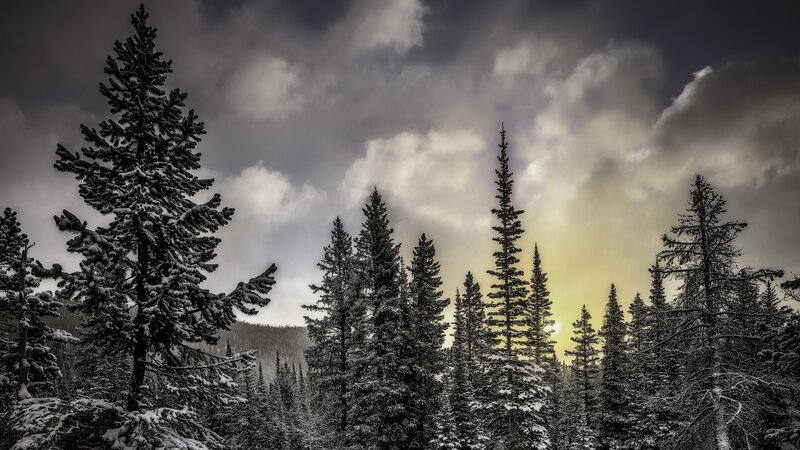 Snow-covered Pine Trees — Gray, Dramatic