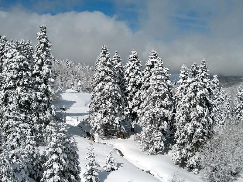 Snow-covered Pine Trees — Green, Blue