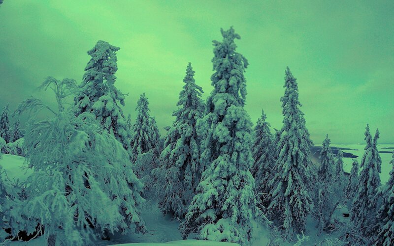 Snow-covered Pine Trees — Green, Cold
