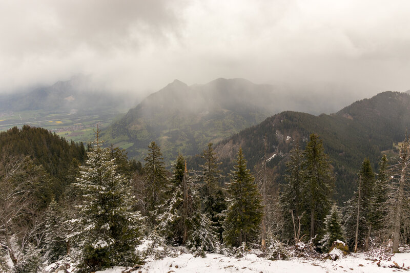 Snow-covered Pine Trees — Green, Overcast