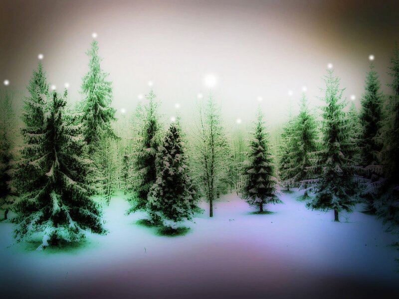 Snow-covered Pine Trees — Green, Serene