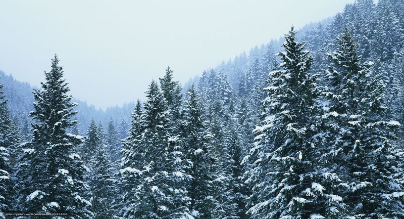 Snow-covered Pine Trees — Green, Serene, Winter, Photograph, Forest, Mountain