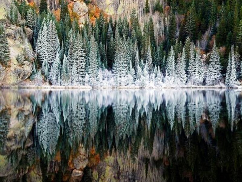Snow-covered Pine Trees — Green, Serene, Winter, Photograph, Lake