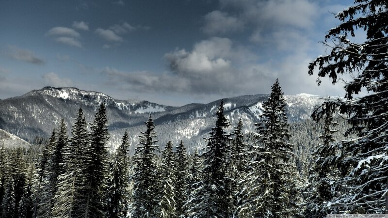 Snow-covered Pine Trees — Green, Serene, Winter, Photograph, Mountains