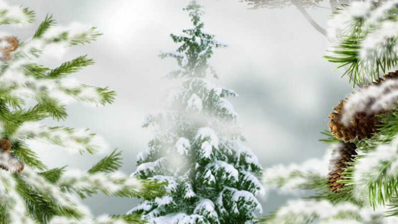 Snow-covered Pine Trees — Green, Serene, Winter, Photograph, Pine Branches