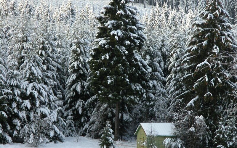Snow-covered Pine Trees — Green, Serene, Winter, Photograph, Small Cabin