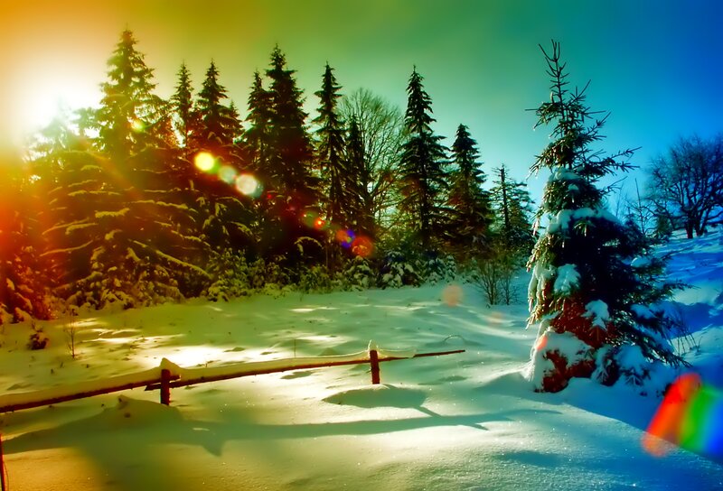 Snow-covered Pine Trees — Green, Serene, Winter, Photograph