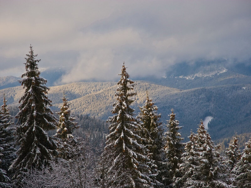 Snow-covered Pine Trees — Green, Serene, Winter