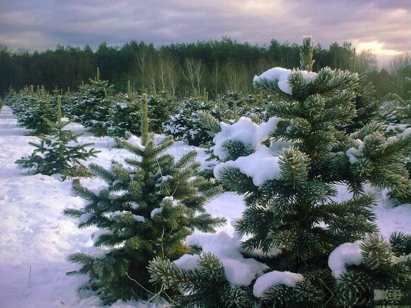 Snow-covered Pine Trees — Green