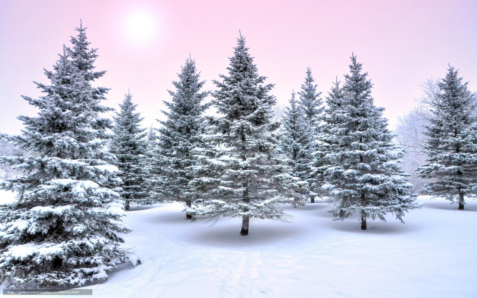 Snow-covered pine trees in winter