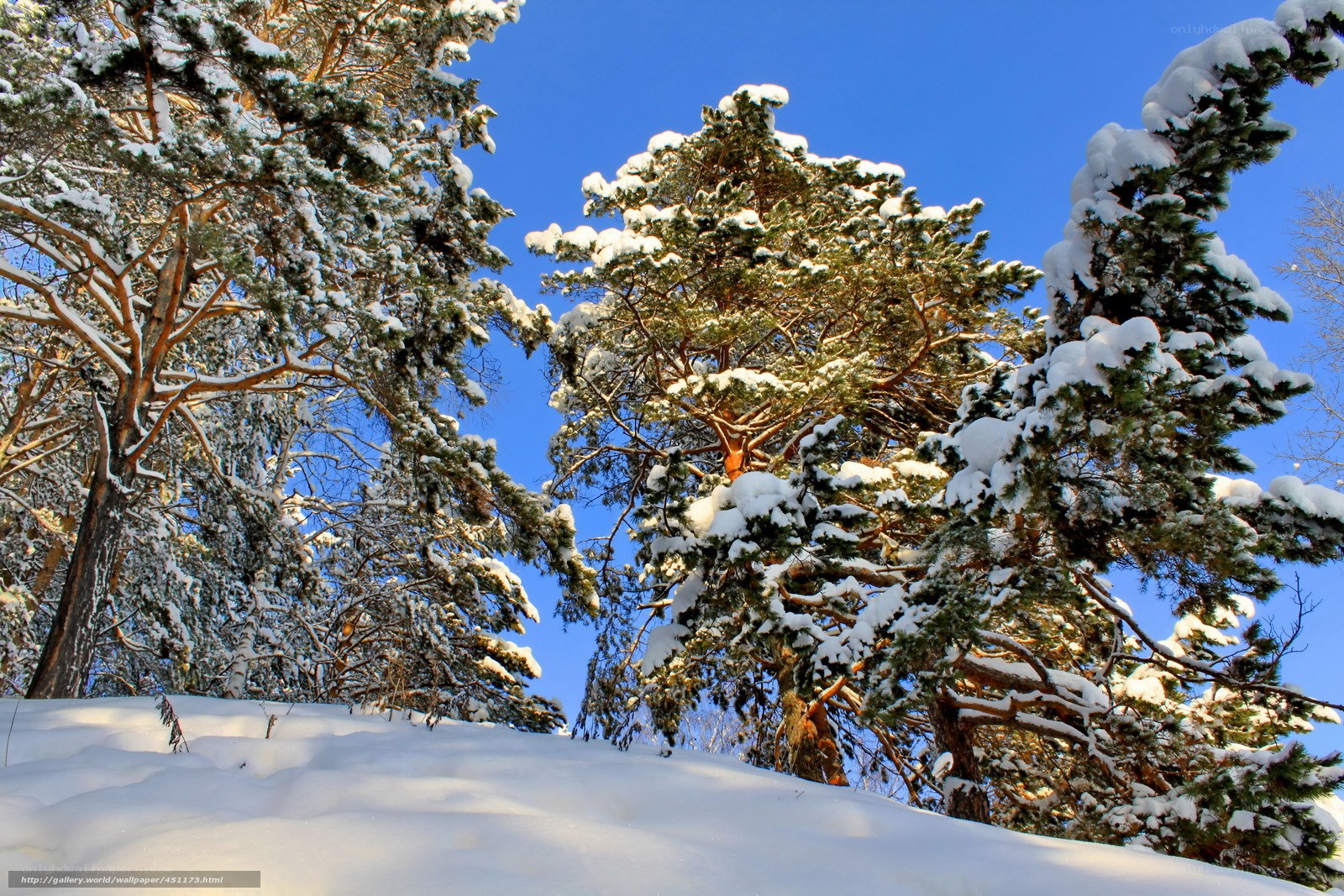 Snow-covered pine trees in winter