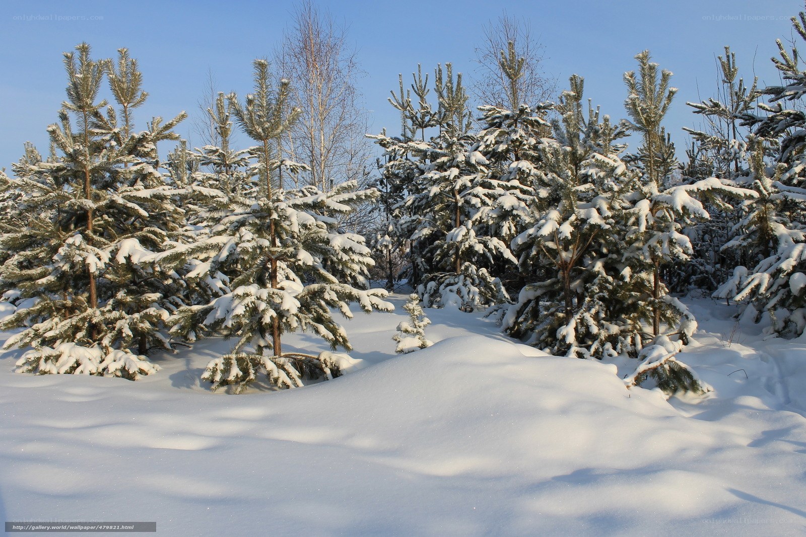 Snow-covered pine trees in winter