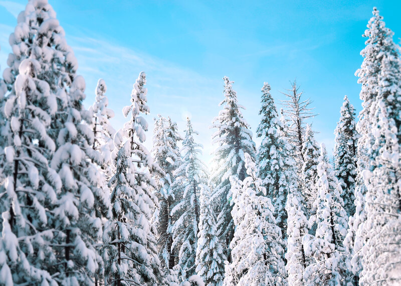 Snow-covered pine trees in winter
