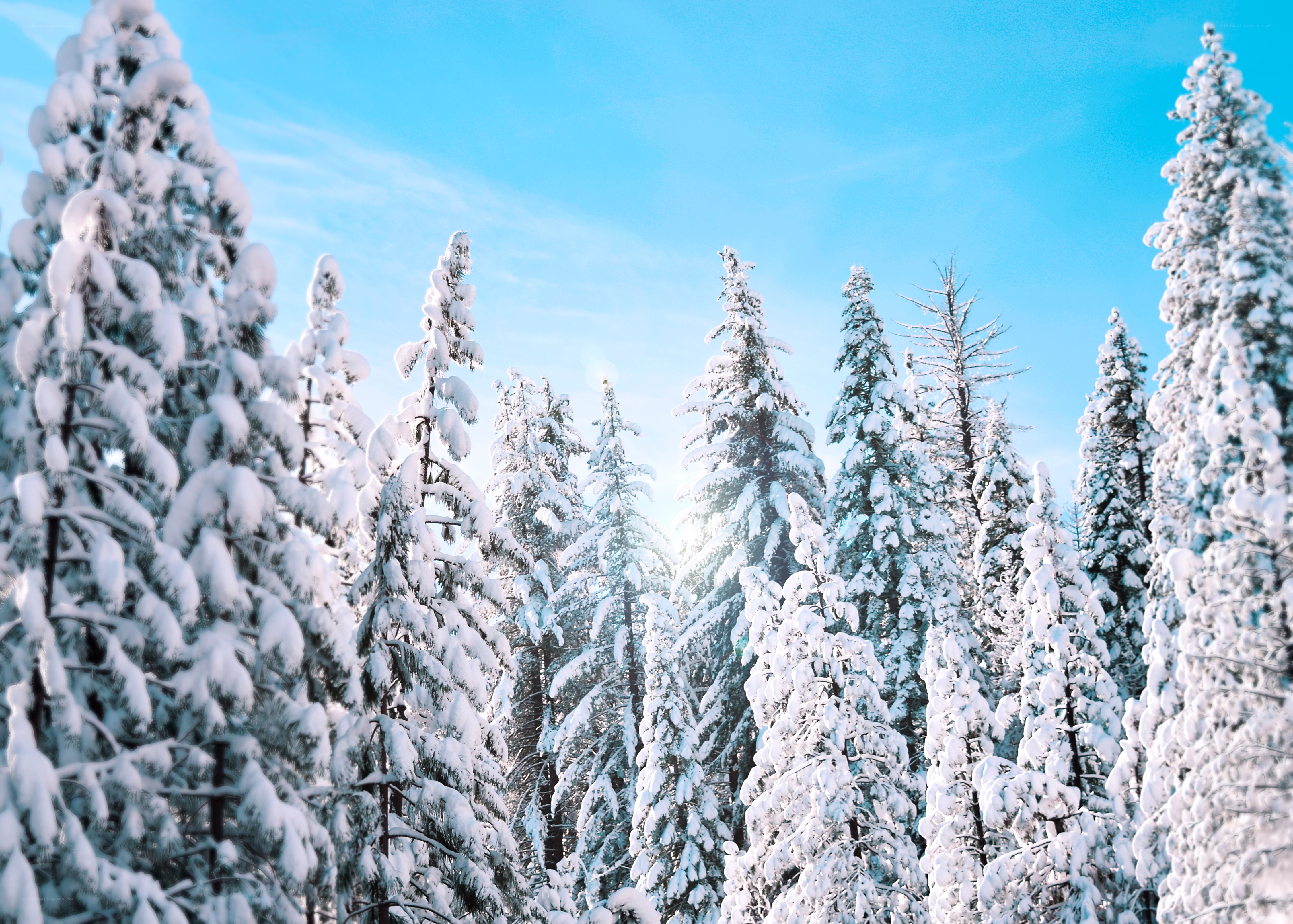 Snow-covered pine trees in winter