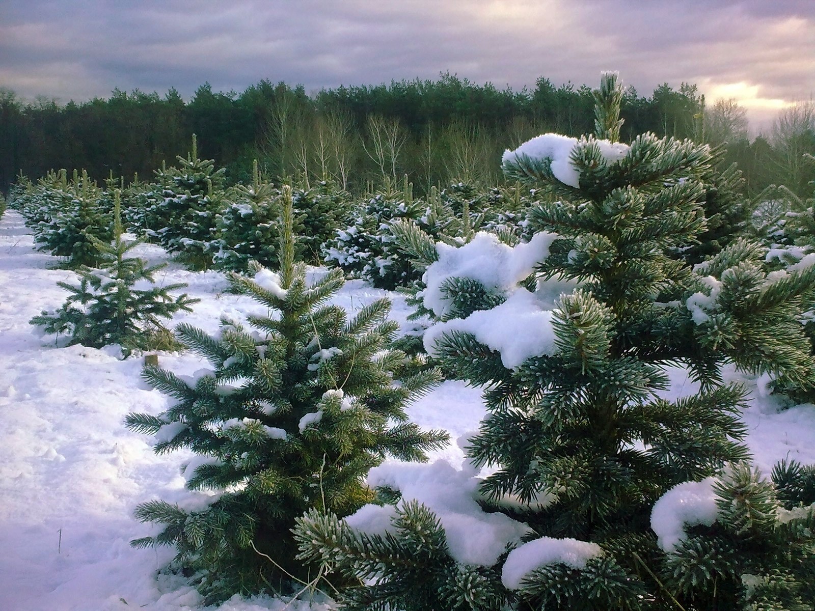 Snow-covered pine trees in winter