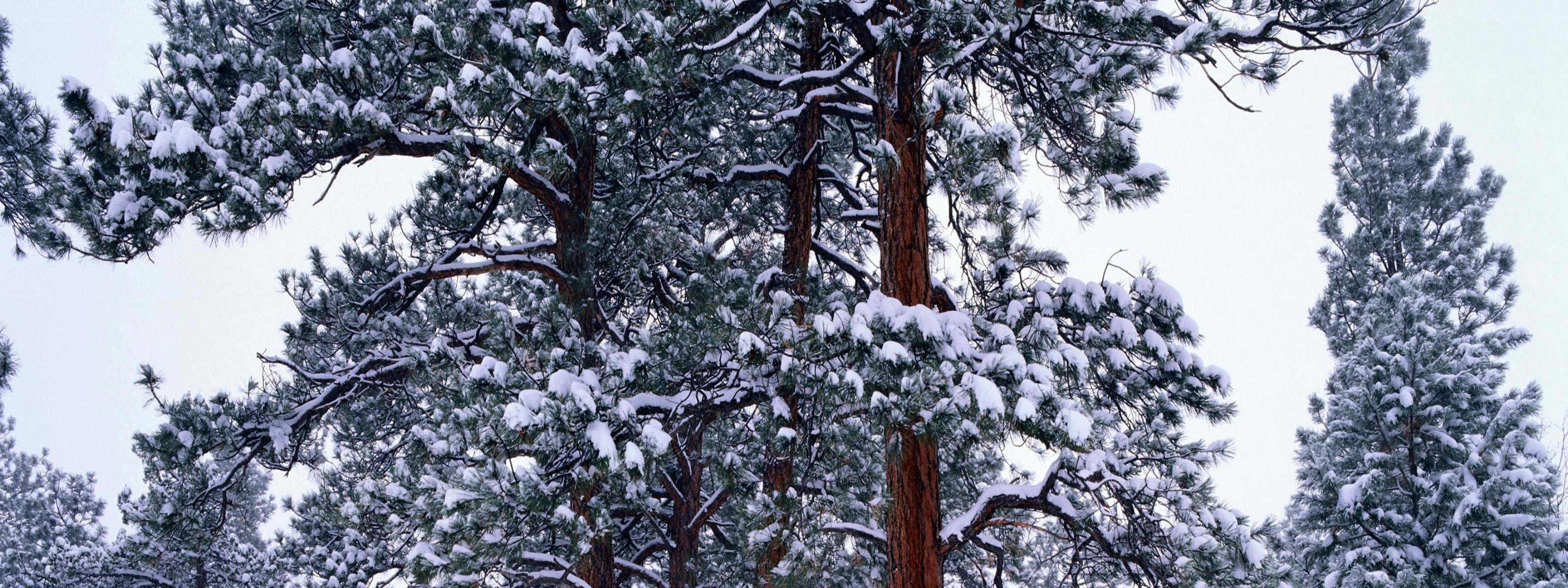 Snow-covered pine trees in winter