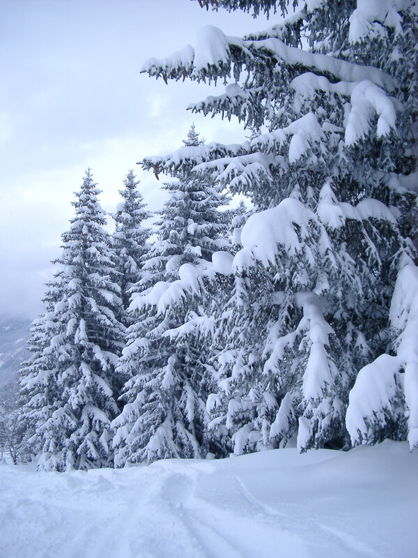 Snow-covered pine trees in winter
