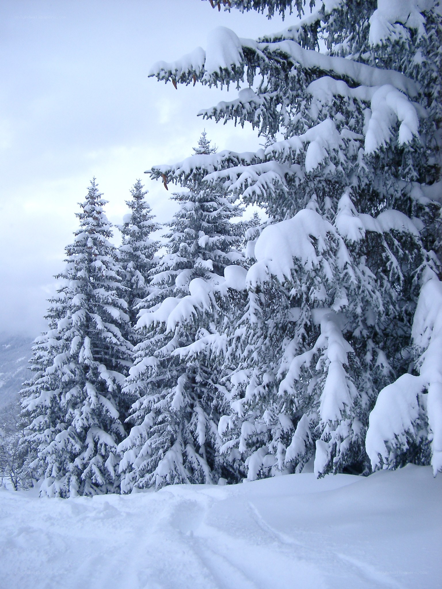 Snow-covered pine trees in winter
