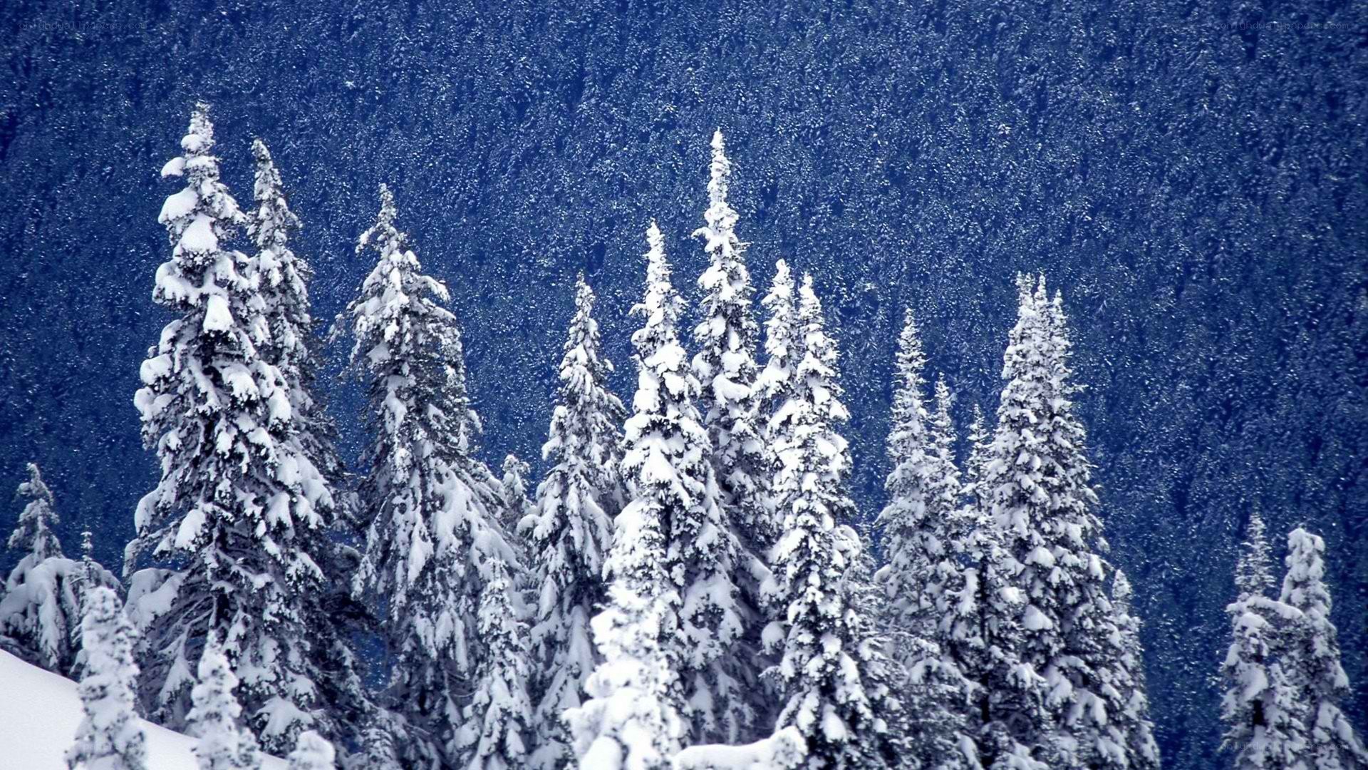 snow-covered pine trees in winter