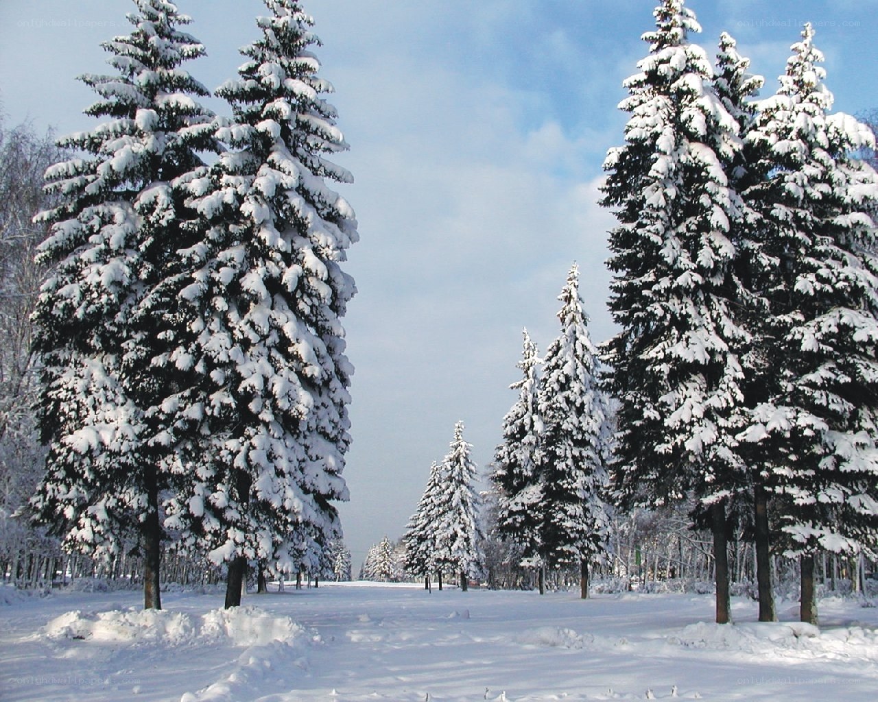 Snow-covered pine trees in winter