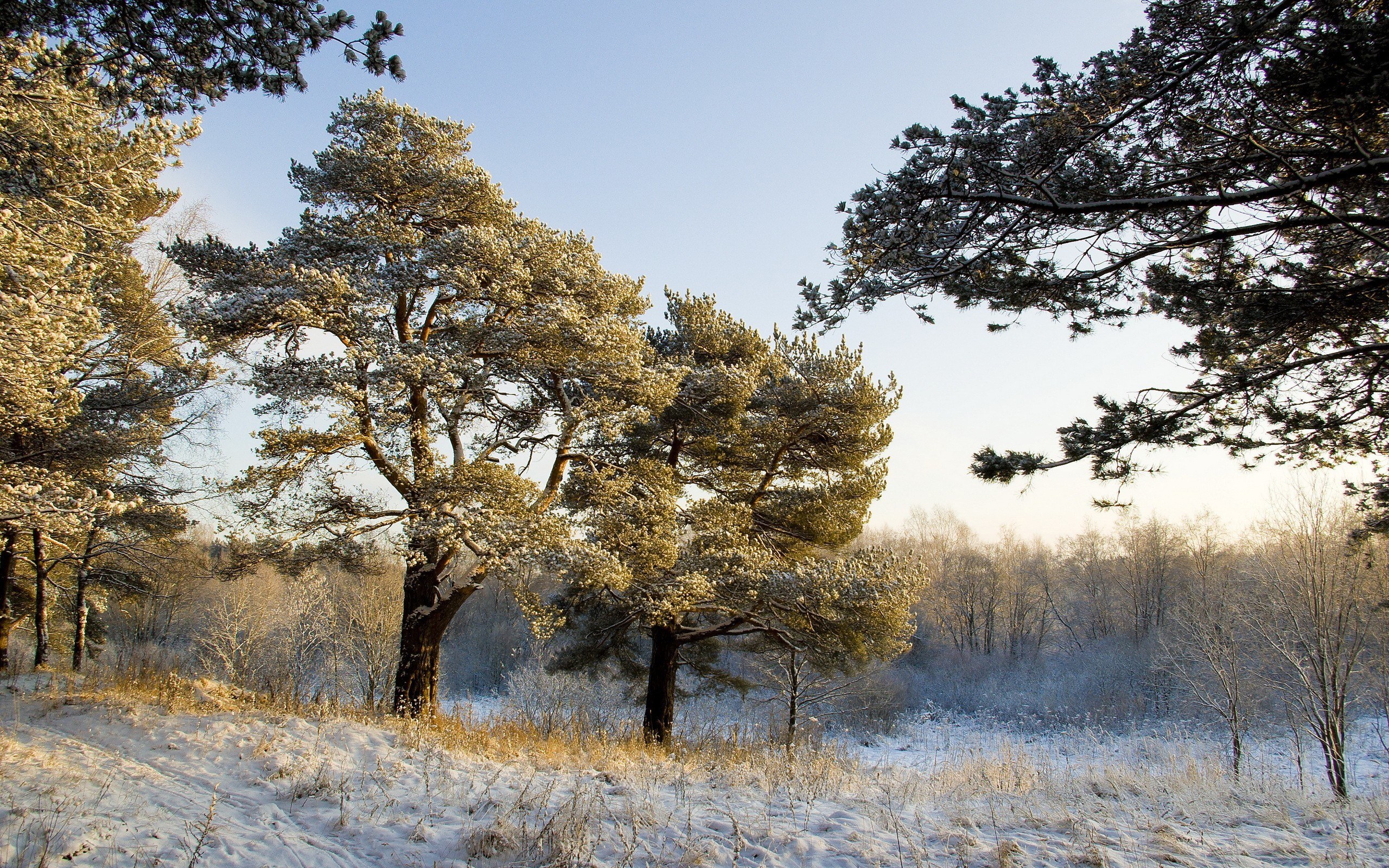 Snow-covered pine trees in winter