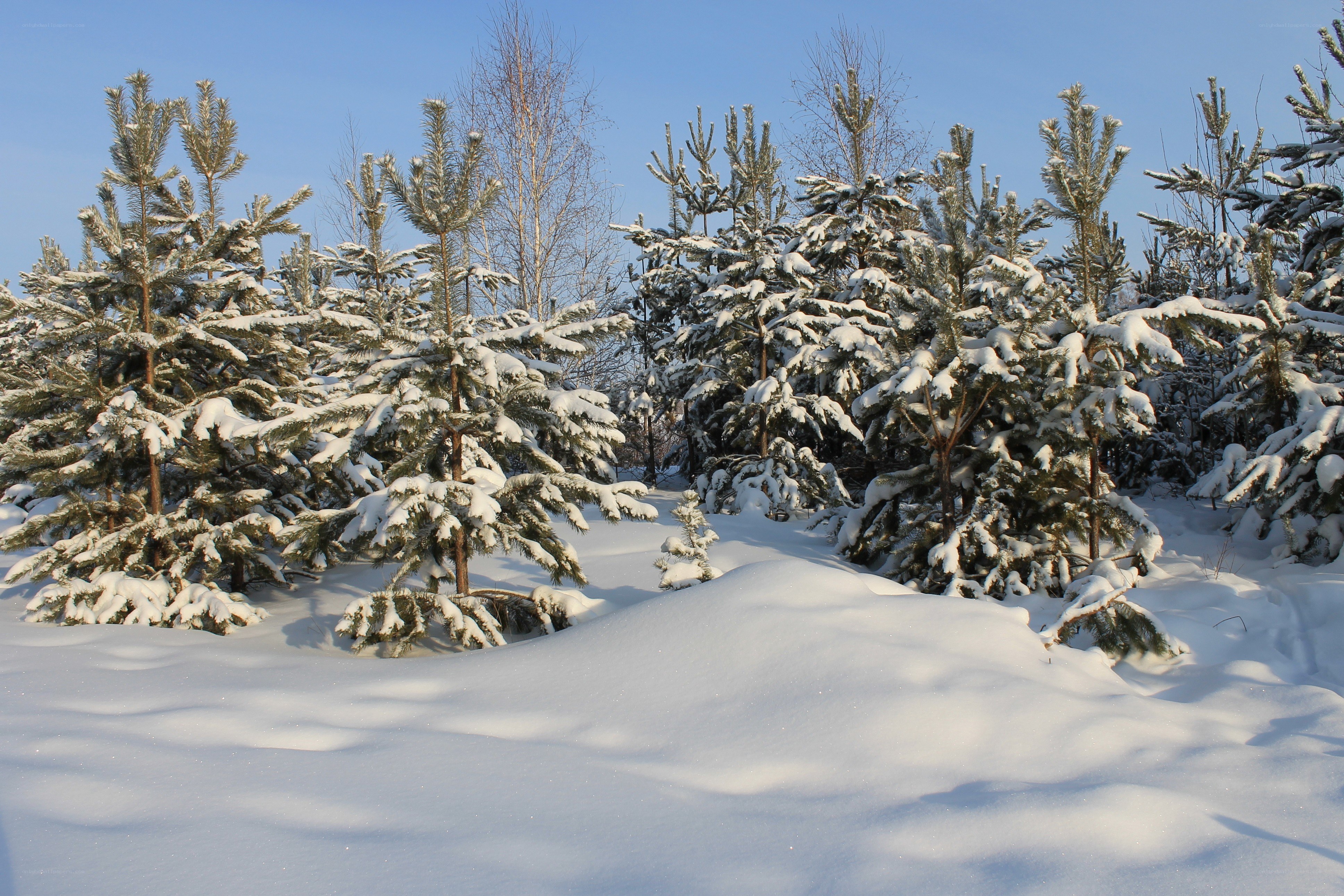 Snow-covered pine trees in winter