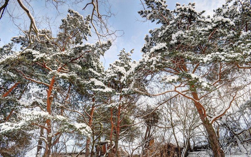 Snow-covered pine trees in winter