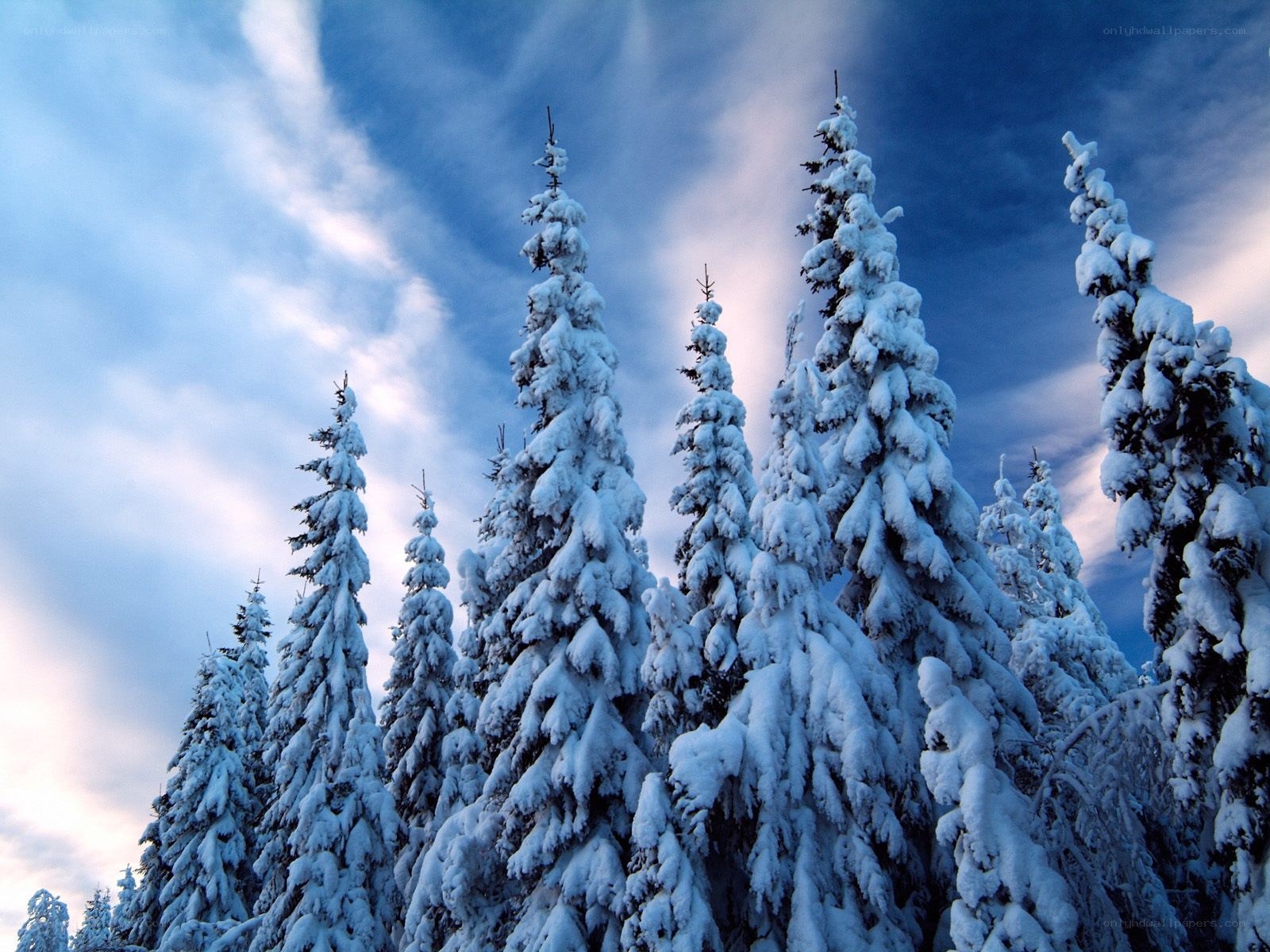 Snow-covered pine trees in winter