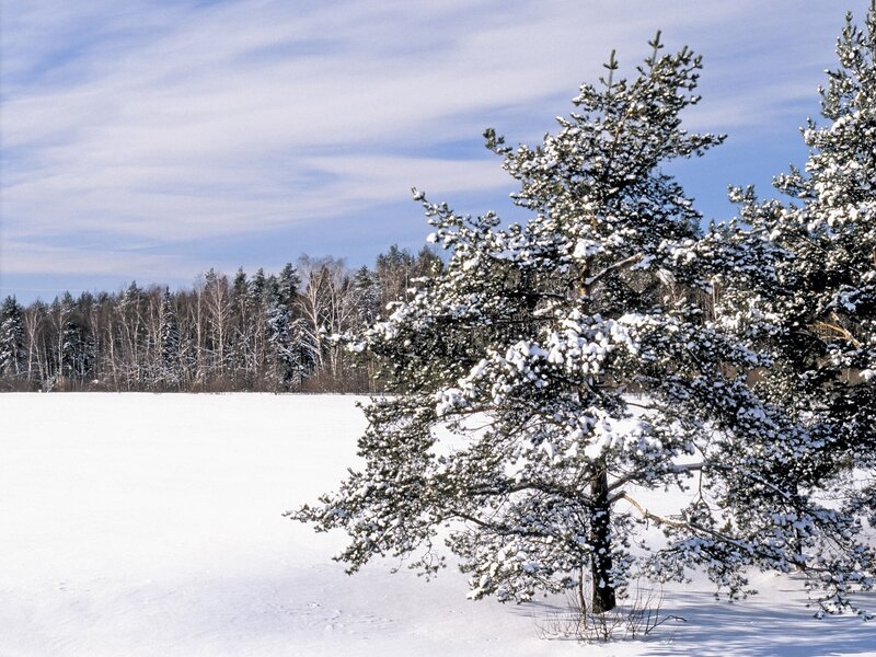 Snow-covered pine trees in winter