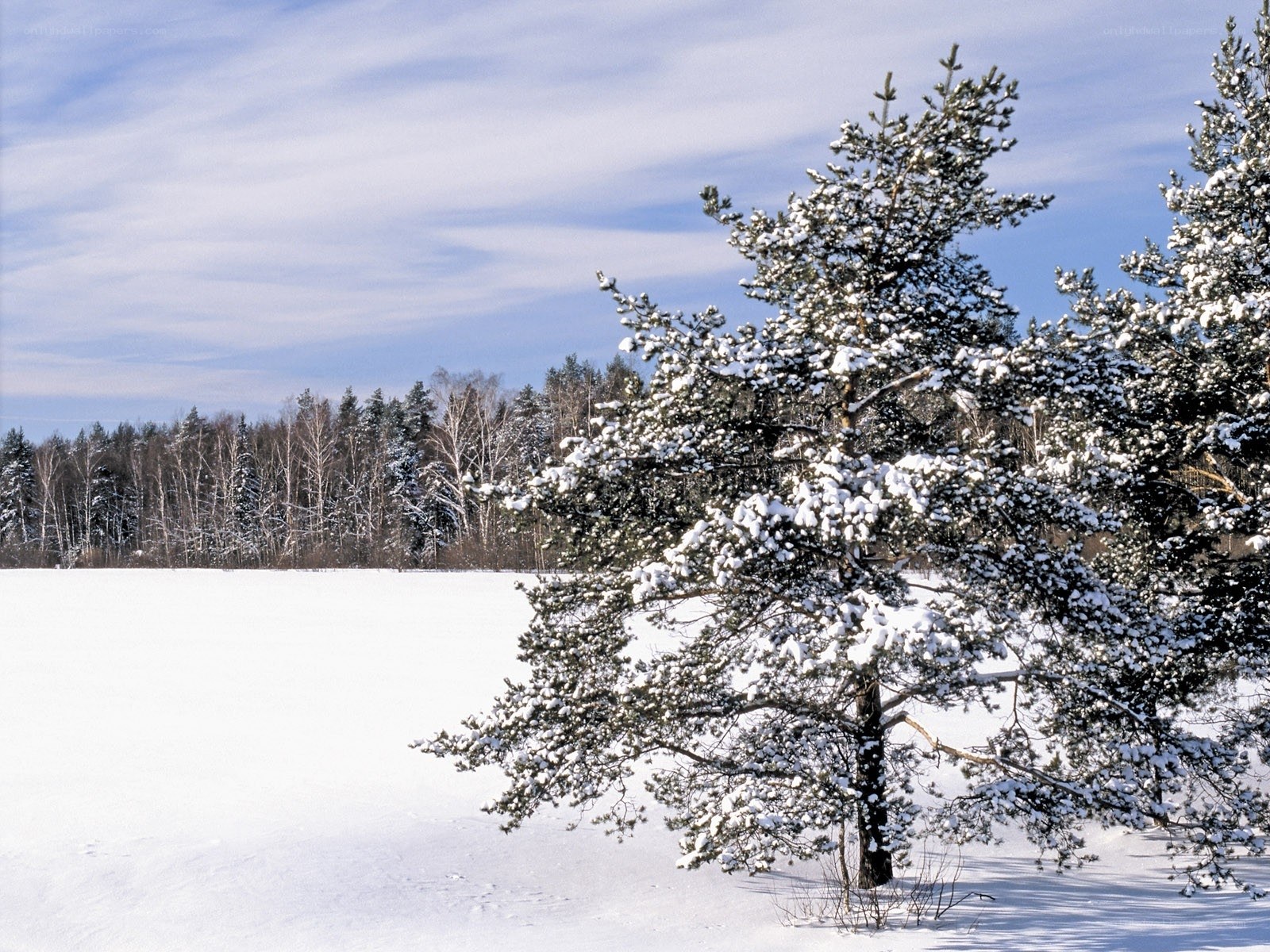 Snow-covered pine trees in winter