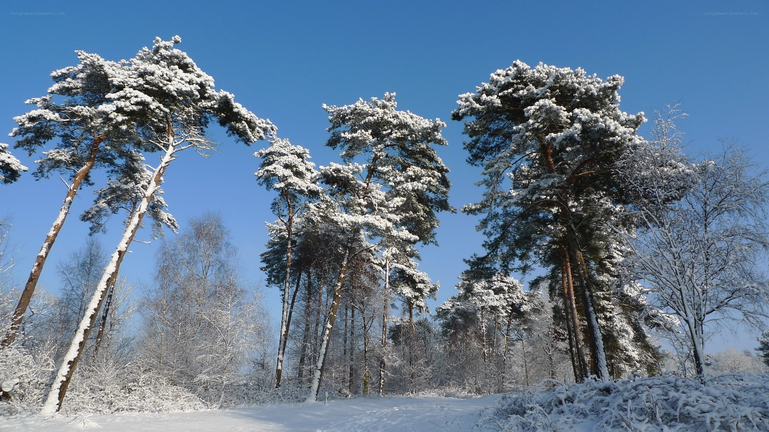 Snow-covered pine trees in winter