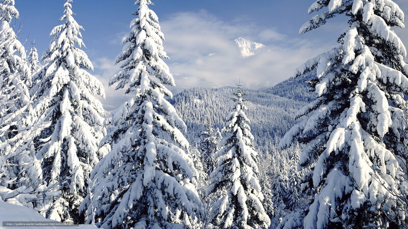 Snow-covered pine trees in winter