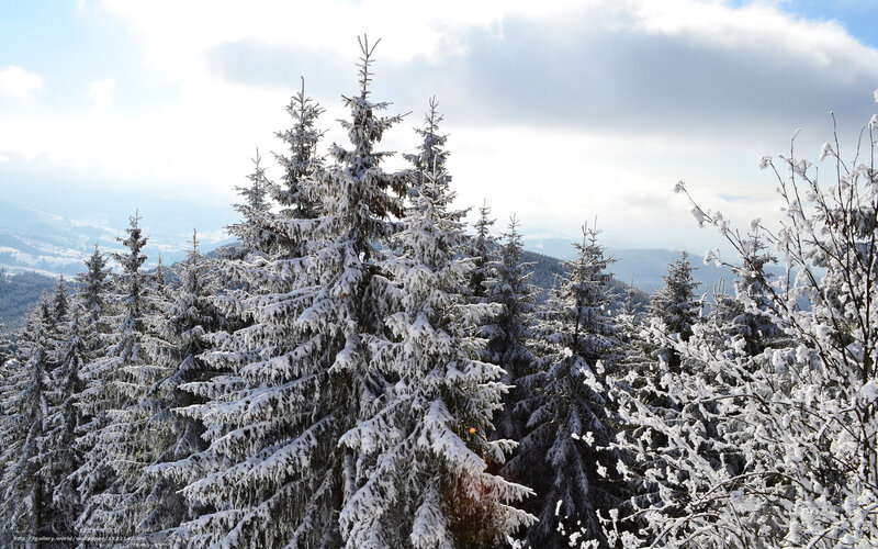Snow-covered pine trees in winter