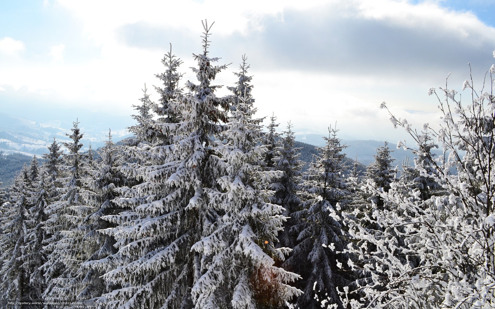 Snow-covered pine trees in winter