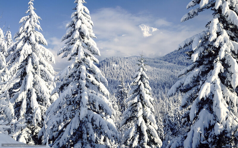 Snow-covered pine trees in winter