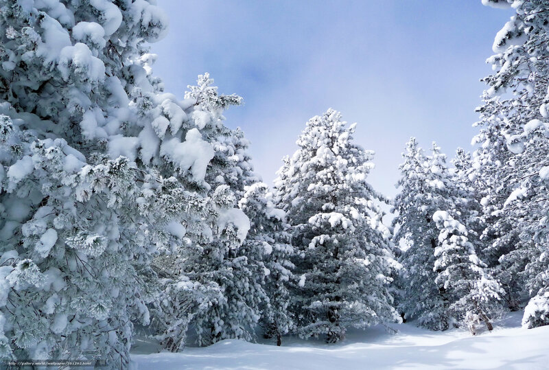 Snow-covered pine trees in winter