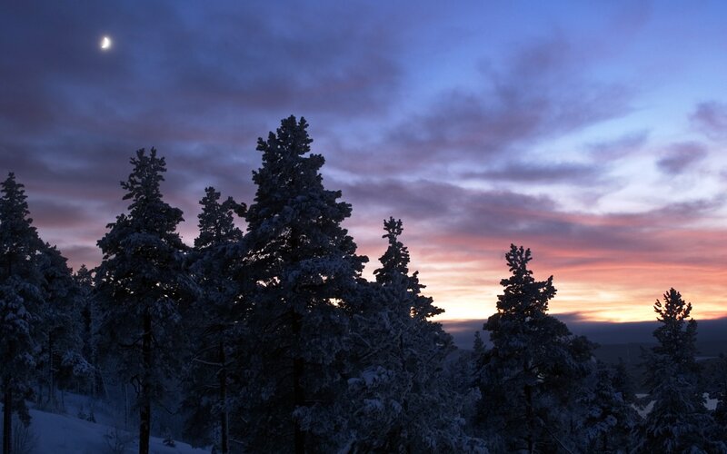 Snow-covered Pine Trees — Moon