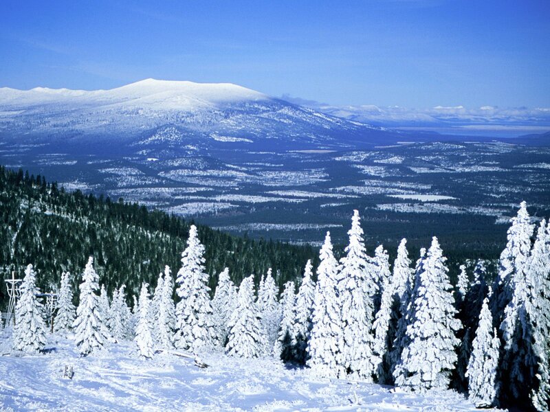 Snow-covered Pine Trees — Mountain, Forest
